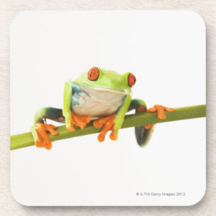 Tree frog on stem coaster