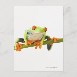 Tree frog on stem postcard
