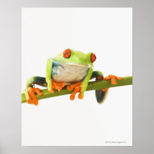 Tree frog on stem poster