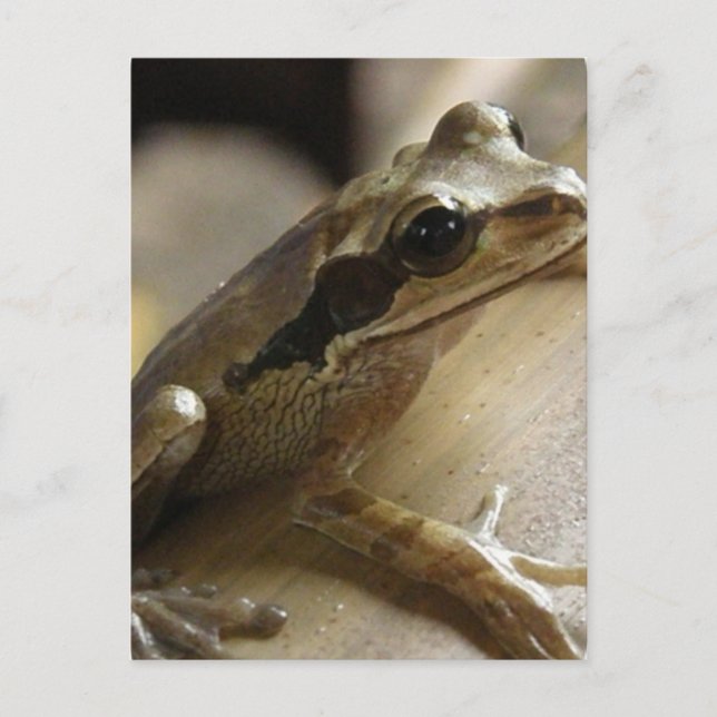 Tree Frog Postcard (Front)