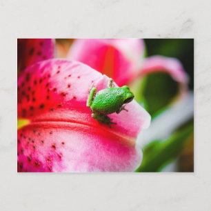 Tree frog postcard