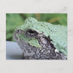 Tree Frog Postcard