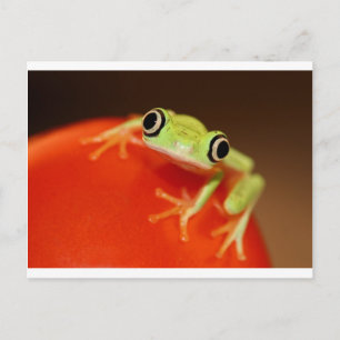 tree frog postcard