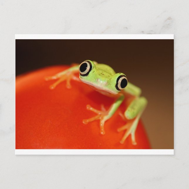 tree frog postcard (Front)