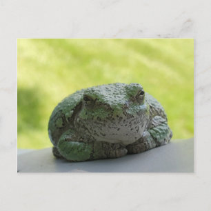 Tree frog postcard
