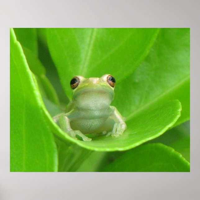 Tree Frog Poster (Front)