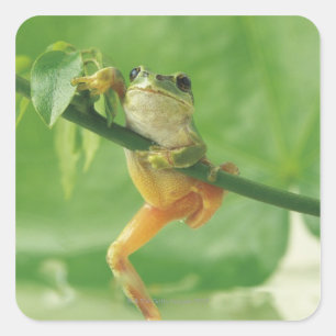 Tree Frog Square Sticker