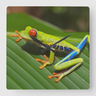 Tree Frog Square Wall Clock