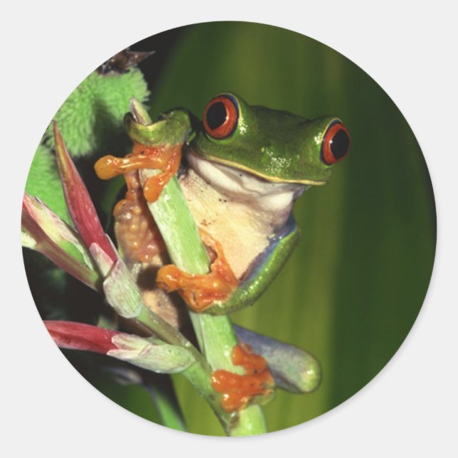 Tree Frog stickers (Front)