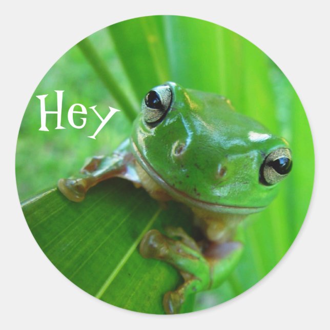 Tree Frog Stickers (Front)