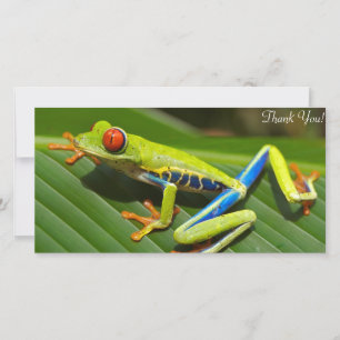 Tree Frog Thank You Card