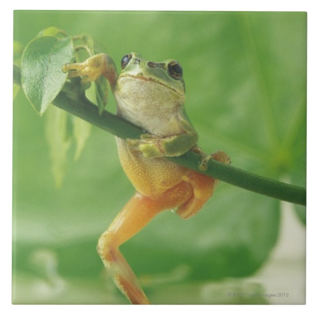 Tree Frog Tile (Front)