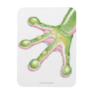 Tree Frog Toes Magnet