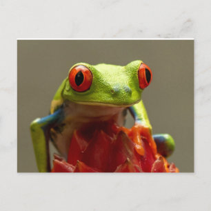Tree Frog with Red-Eyes Postcard