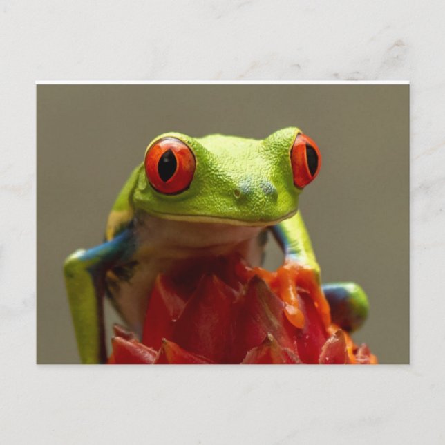 Tree Frog with Red-Eyes Postcard (Front)