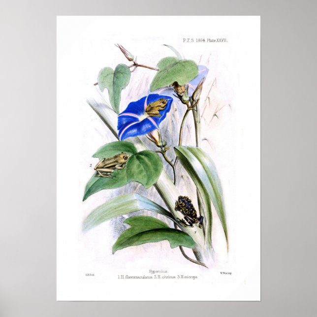 Tree frogs poster (Front)