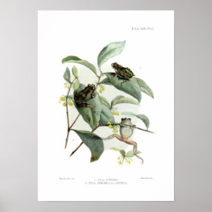 Tree frogs poster