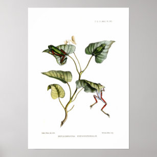 Tree frogs poster