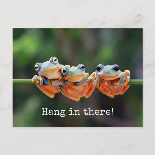 Tree Frogs Trio - Hang in There Postcard (Front)