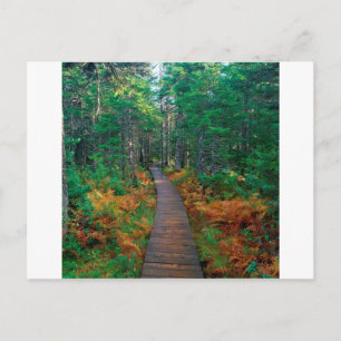 Tree Fundy National New Brunswick Postcard