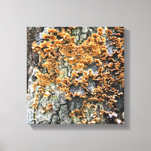 tree fungi canvas print