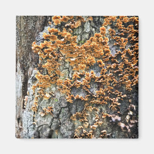 tree fungi magnet