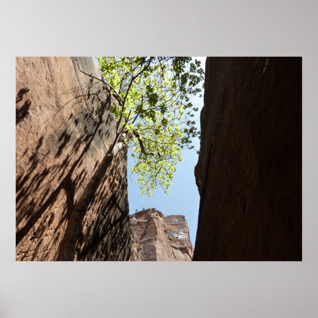 Tree Growing Between Rocks at Zion National Park Poster (Front)