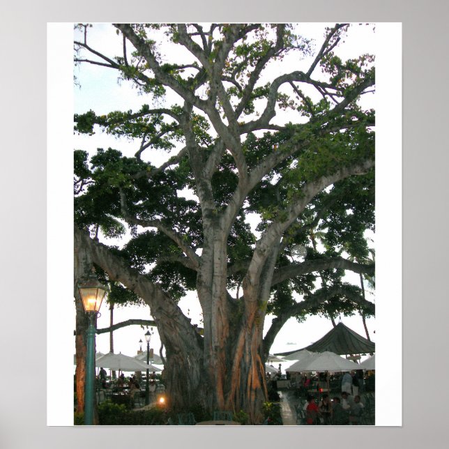 Tree Honolulu, Hawaii Waikiki beach Poster (Front)
