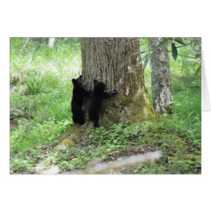 Tree Huggers