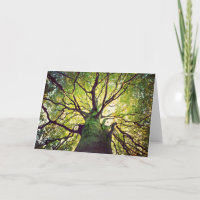 Tree Hugging