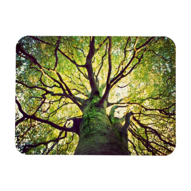 Tree Hugging Magnet (Horizontal)