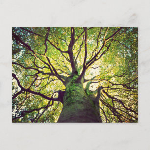 Tree Hugging Postcard