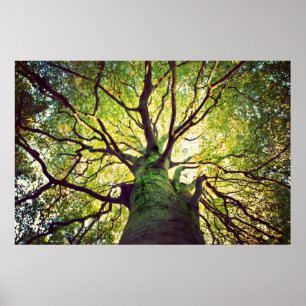Tree Hugging Poster