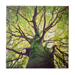 Tree Hugging Tile