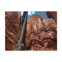 Tree-in-a -tree Navajo Loop at Bryce Canyon