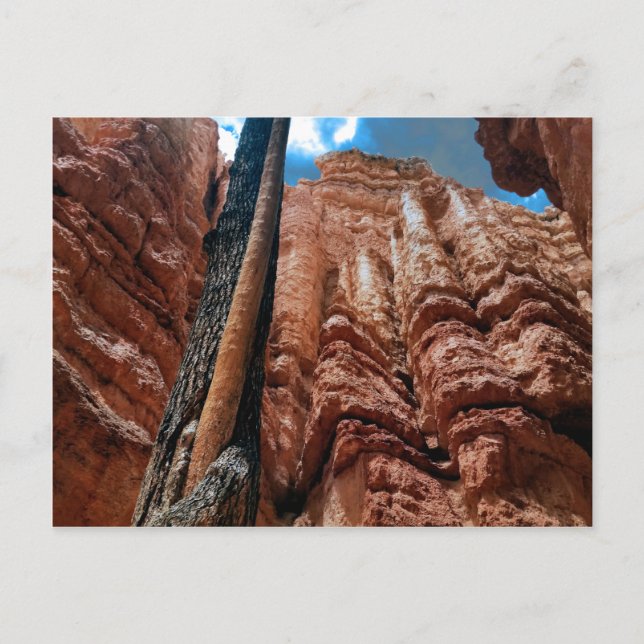 Tree-in-a -tree Navajo Loop at Bryce Canyon Postcard (Front)