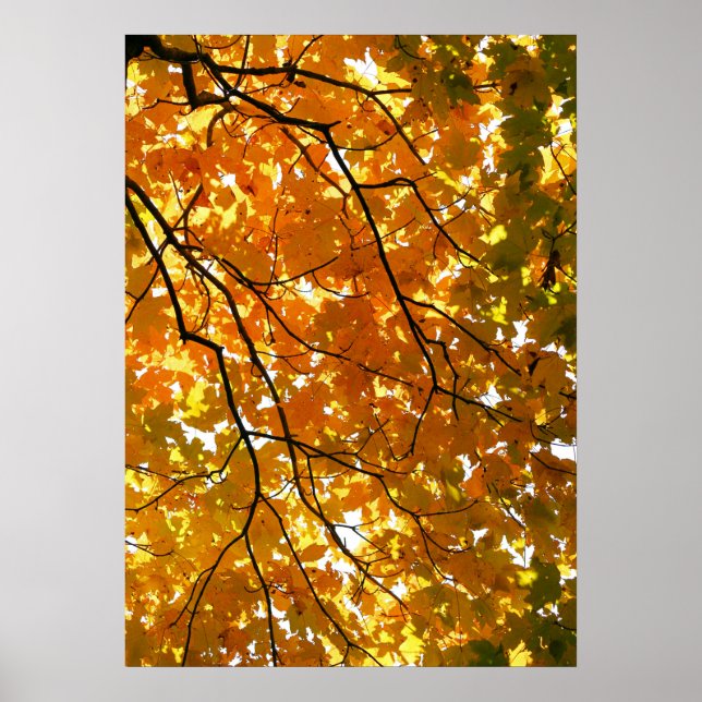 Tree in Autumn Poster (Front)