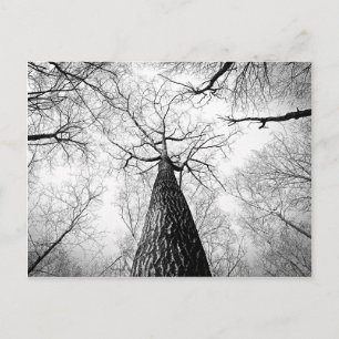 Tree in Black and White Postcard