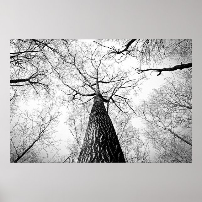 Tree in black and white poster (Front)