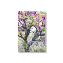 Tree in bloom in Provence