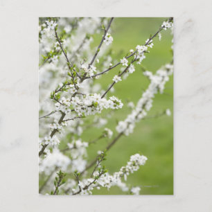 Tree in blossom. postcard