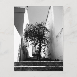 "Tree In Cape Town" JTG Art Postcard