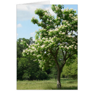 Tree in Full Bloom