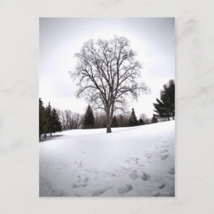 Tree in Landscape Early Spring Snow Postcard