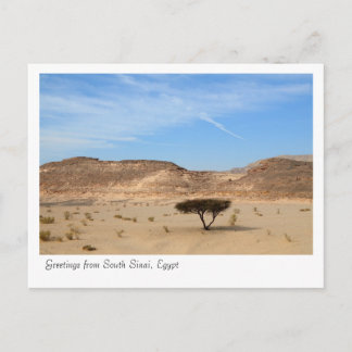 Tree in the desert, South Sinai, Egypt Postcard