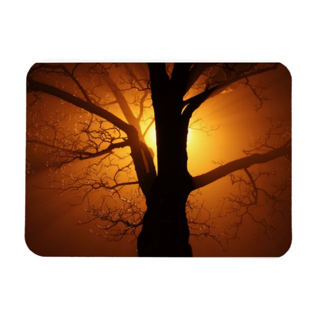 Tree In The Fog Premium Magnet (Horizontal)