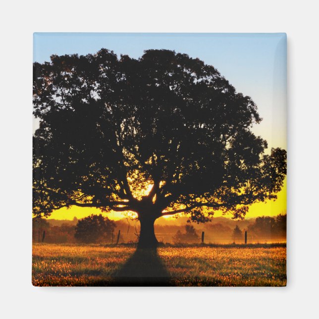 Tree in the Morning Magnet (Front)