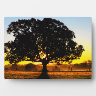 Tree in the Morning Plaque