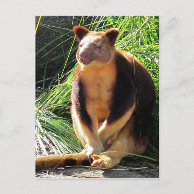 tree kanga postcard (Front)