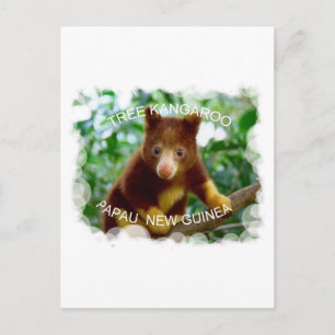 Tree kangaroo postcard